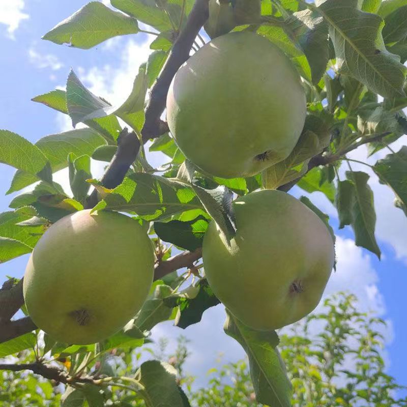 Shanxi Shaanxi Seasonal Fresh Green Apple Fruit 3/5/ 4.5kg Seasonal Sweet and Sour Fuji Green Apple Dropshipping
