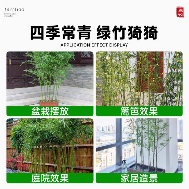 Bamboo Seedlings Courtyard Four-Season Cold-Resistant Plant Ornamental Large Bamboo Potted Purple Bamboo Seedlings Golden Bamboo Luohan Bamboo Green Plants