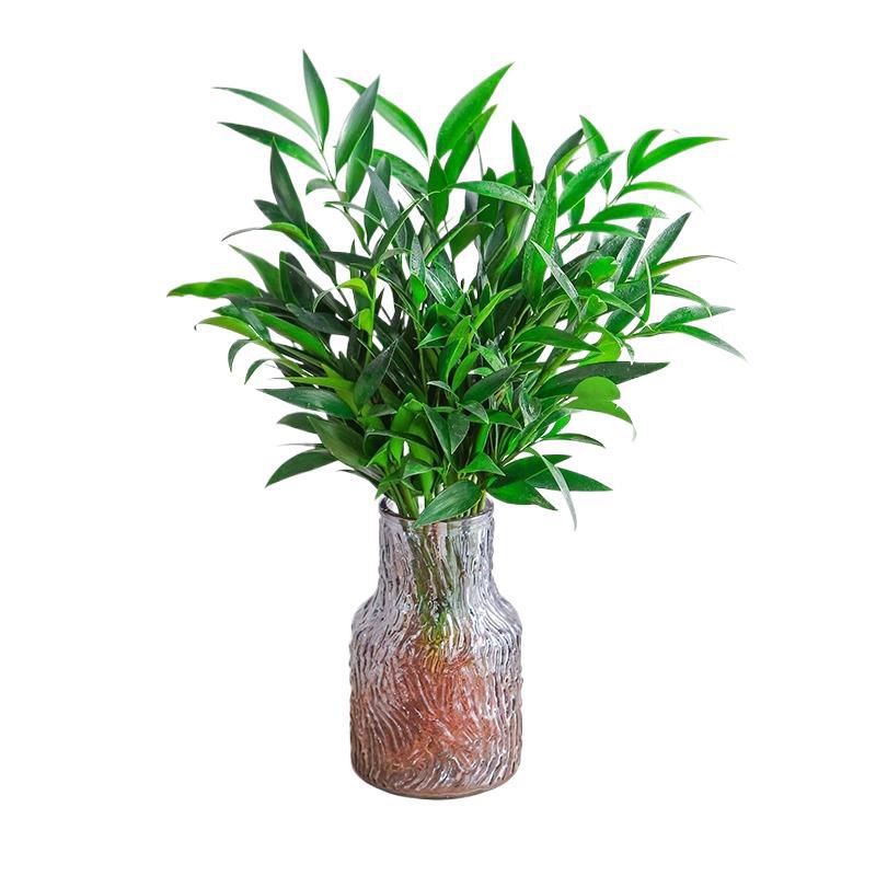 Mosquito Repellent Bamboo and Cypress Hydroponic Plants, Large Indoor Water-Grown Green Plants, Flower Pots, Office Desktop Mosquito Repellent Plants, Easy to Maintain