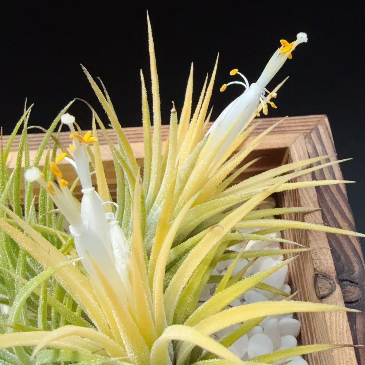 Collection of Flowering Period, Air Pineapple Base Straight Hair Wholesale Lazy Plants Home Green Plants Soilless