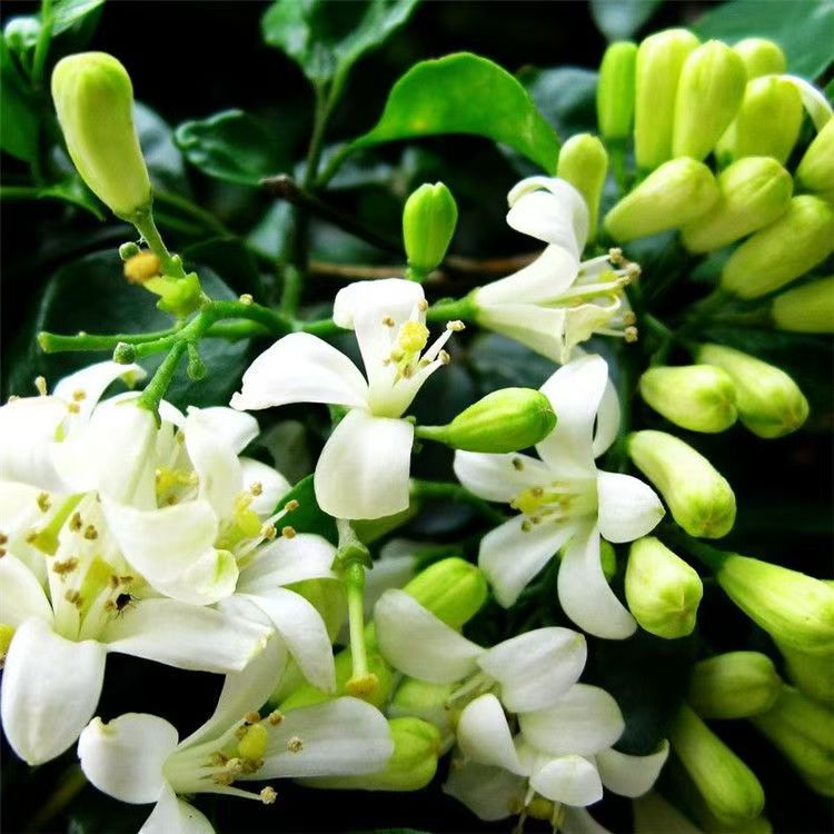 Thousand Miles Seeds Jiuli Seeds Small Potted Office Plants Flower Seeds Evergreen