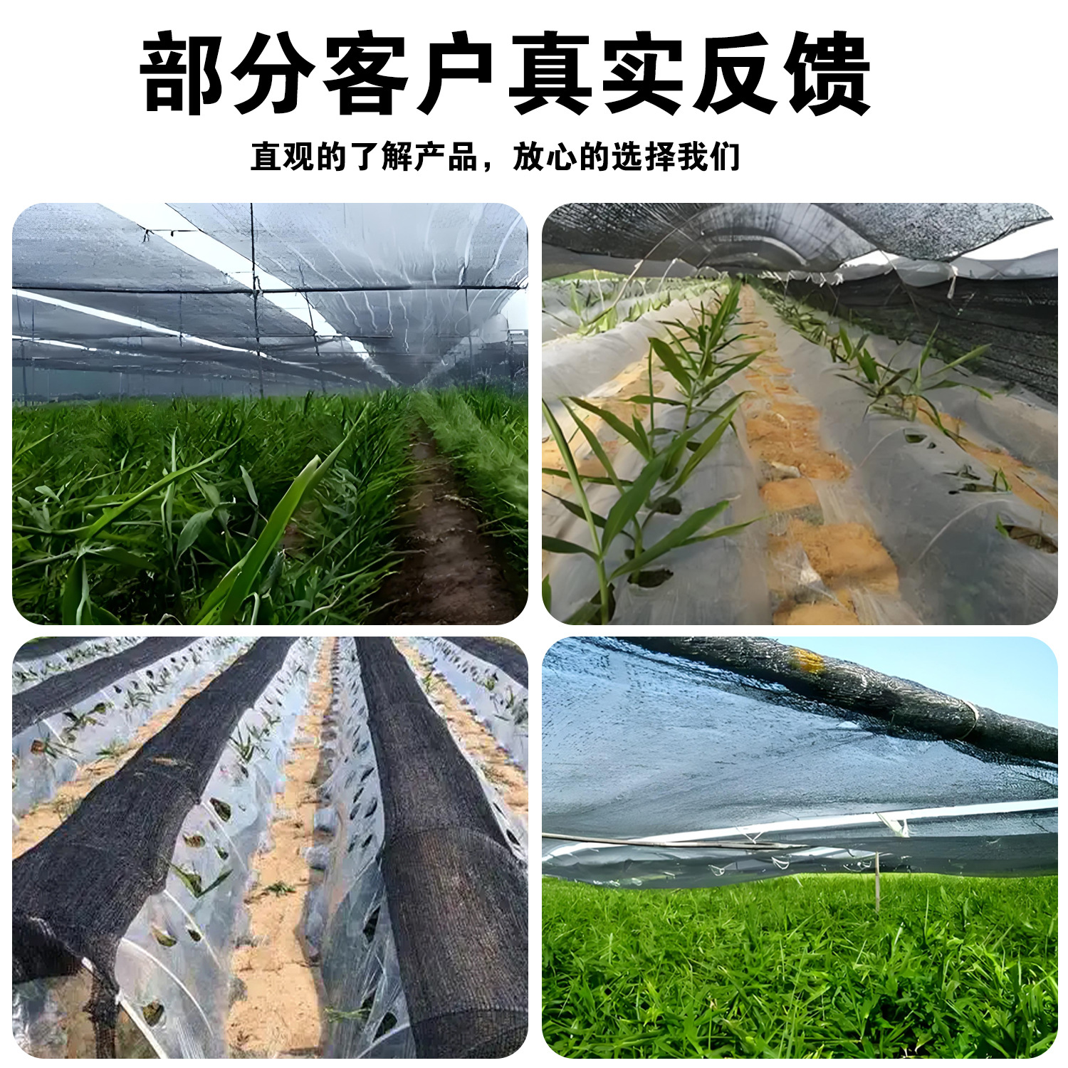 Anti-Aging Sunshade Net Flat Weave for Medicinal Herb and Vegetable Greenhouse, Special Sunshade Net for Ginger, 3-Pin Sunshade Net