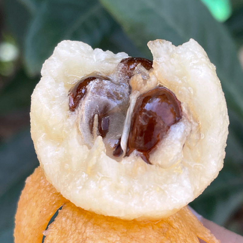 Hangzhou Tangcreek Loquat, White Sand Loquat, White Jade Loquat, Tangxi Fresh Fruit Gift Box Seasonal Fruit