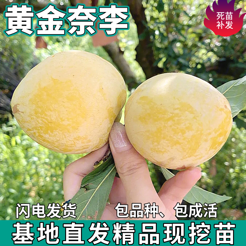 Дропшиппинг саженцев нектарина Golden для посадки в горшках или грунте в садах на севере и юге