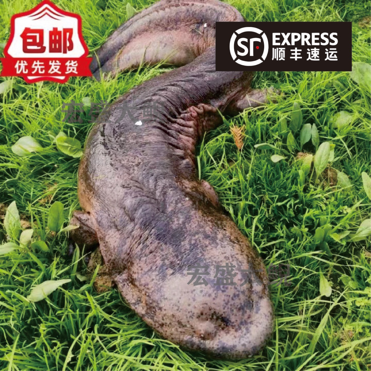 2кг свежих съедобных живых рыб для гигантских саламандр от производителя