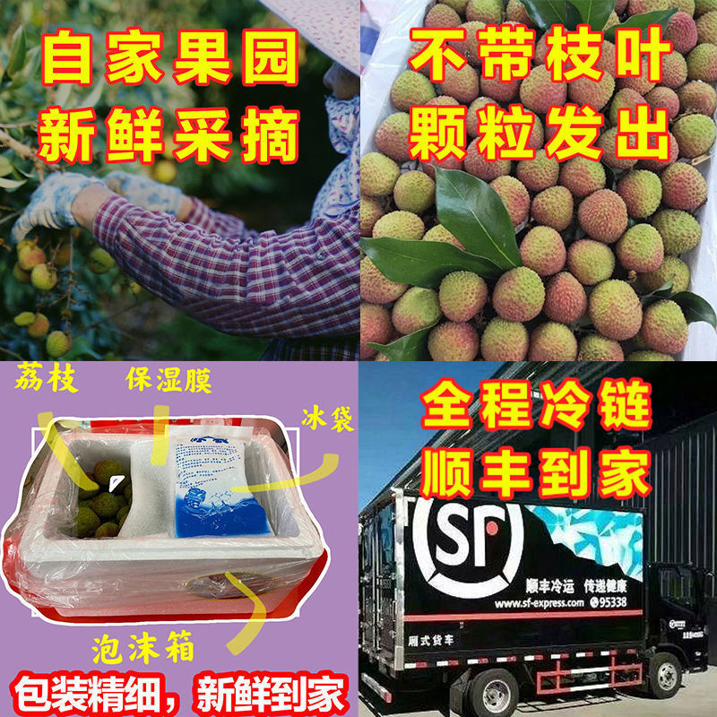 Feizixiao Lychee Authentic Hainan Freshly Picked Seasonal Fruits Guangdong Whole Box Wholesale Manufacturer Foreign Trade