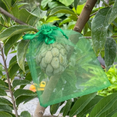 Fruit Bagging Insect-proof Mesh Bag Transparent Mesh Bag Strawberry Fruit in stock Bundle Drawstring Grape Insect-proof Mesh Gauze Bag