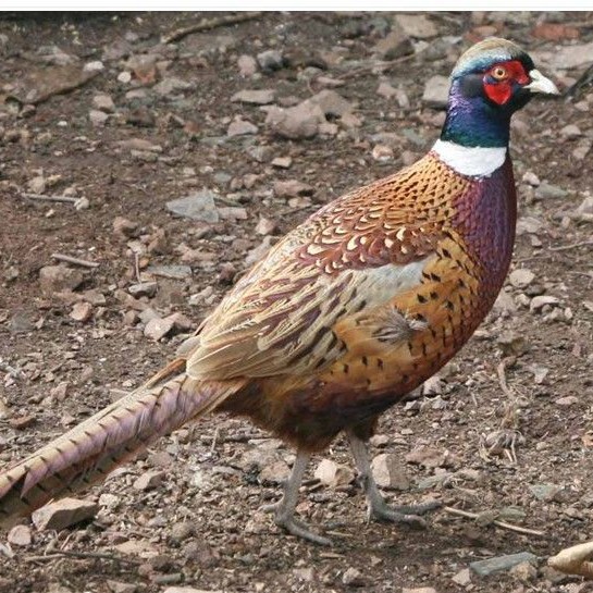 Bao Huo Daojia Colorful Pheasant Live Seedlings Out of the Shell, Live Farmyard Free-Range Pet Chickens, Live Guinea Fowl Seedlings