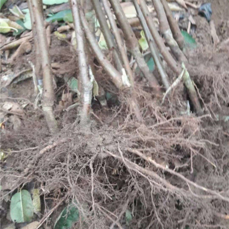 Cherry Seedlings, Cherry Saplings, Cherry Tree Seedlings, Southern and Northern Planting Potted Courtyard Fruit Trees, Dwarf Cherry