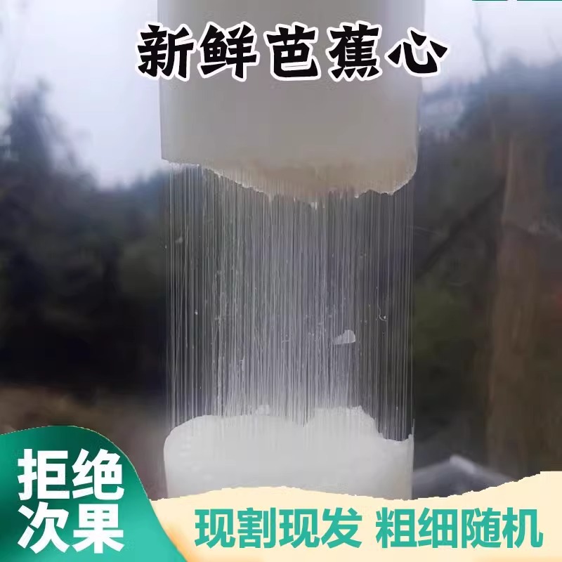 Sf Natural Wild Banana Stems for Cooking, Banana Heart Stems, Hollow Banana Stems for Cooking, Pack of 1.0kg