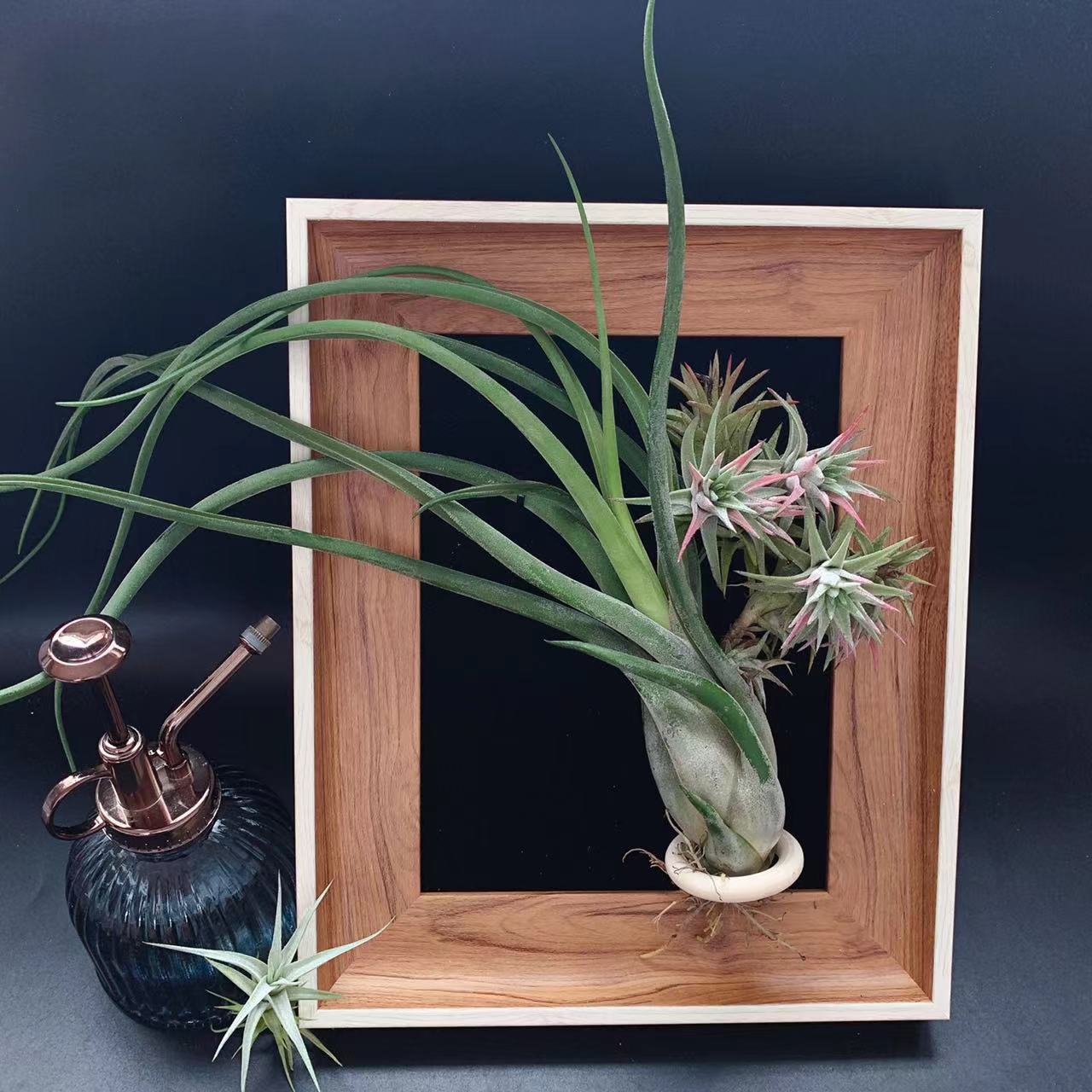 Королева Медуза Т.Caput-Medusae, многообразие - прямые поставки с фабрики, базовая доставка, воздухопроницаемый ананас, безземельное