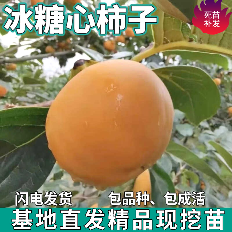 Дропшиппинг саженцев хурмы Candied Heart для посадки в садах на севере и юге, привитые сладкие и хрустящие саженцы хурмы