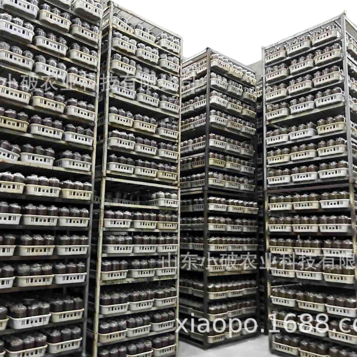 Special Black Fungus Mushroom Bags for Planting, Black Fungus Mushroom Sticks with Uniform Ear Production, Good Resistance, and High Yield Edible Mushroom Fungi