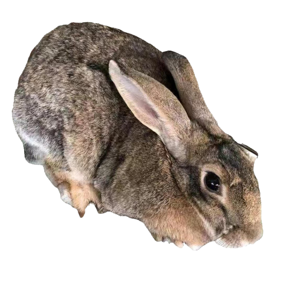 Purebred Belgian Rabbits, High-Quality Breeding Rabbits, Live Gray Belgian Meat Rabbits, Adult Rabbits, Direct from the Manufacturer, Guaranteed Quality