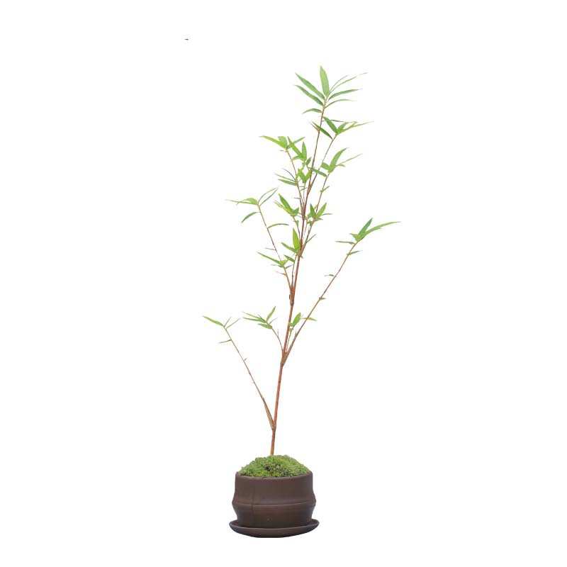 Red Bamboo Pot Landscape Sound Bamboo Study Courtyard Balcony Plant Small Red Bamboo Seedling Bamboo Potted Indoor Desktop Green Plant