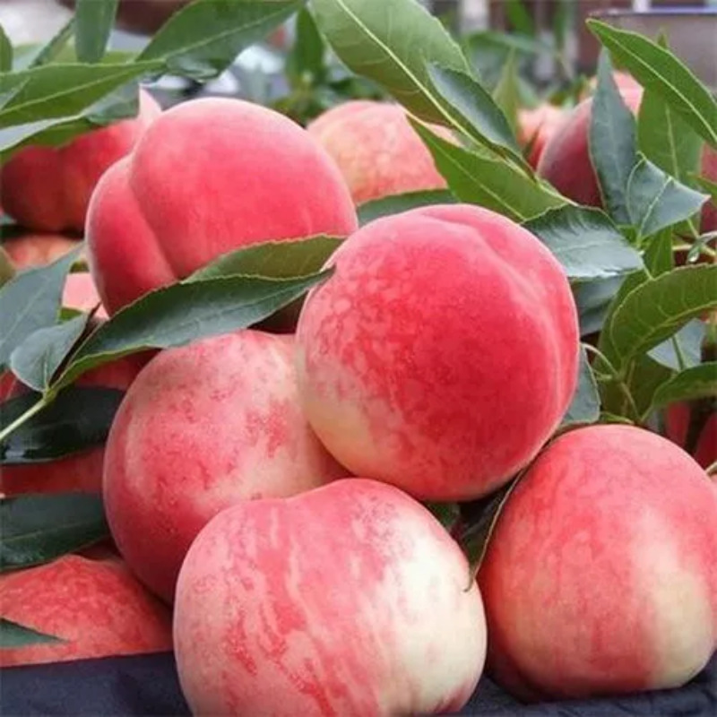 Shandong Breakout Peach Seasonal Fruit Peach Whole Piece Free Shipping Fresh Peach Dropshipping