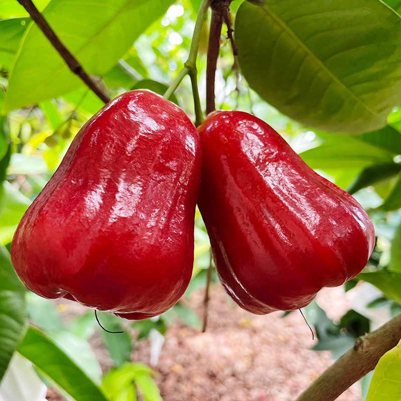 Gift-Giving Black Diamond Lotus Mist Fruit Freshly Picked Tropical First-Class Fruit Crispy Sweet Black Diamond Extra Large Fruit 0.5kg /Kg