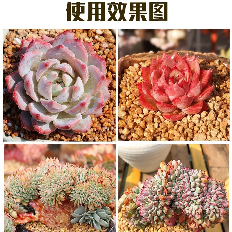 Customized Golden Medical Stone Succulent Potted Paving Nutritional Granular Soil Water Treatment Filtering Soft Golden Medical Stone