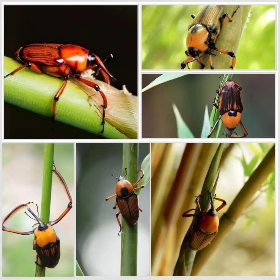 Artificially Bred Seed Insects, Bamboo Insects, Coconut Insects, Bamboo Insects, Insects, Live Insects, New Cocoon Packages, Delivered to Your Home