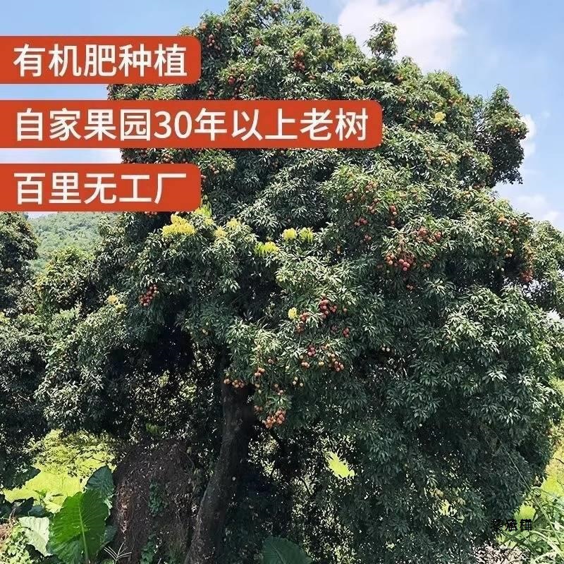 Guangdong Zengcheng 2.5kg Glutinous Rice