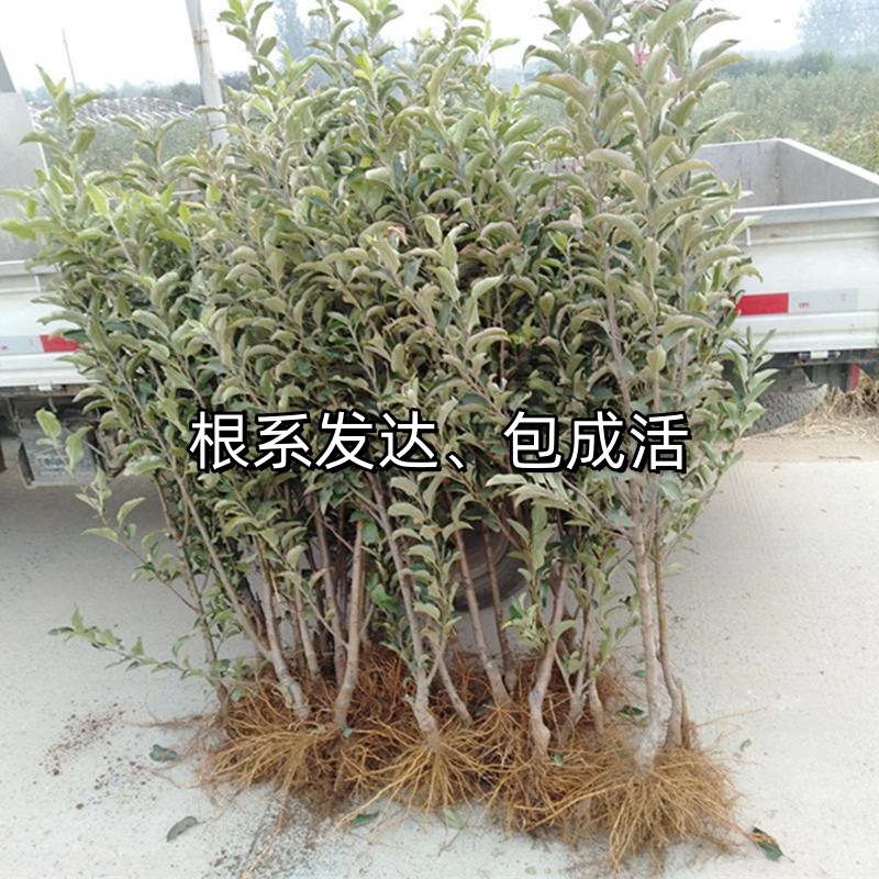 Dropshipping of Jonagold Apple Saplings for Planting in Northern and Southern Gardens, Potted Dwarf Extra-Large Fruit Grafting