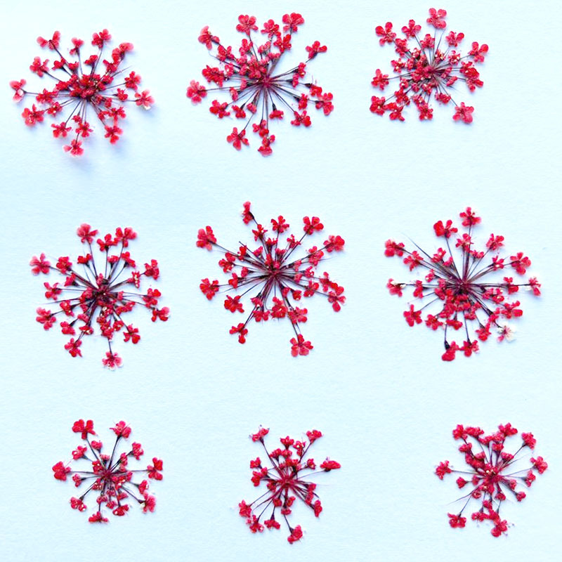 Lace Flower Dried Flower Embossed Specimen diy Mobile Phone Shell Drop Glue Jewelry Nail Art Real Flower Baffle Snow Bead Flower Dried Flower