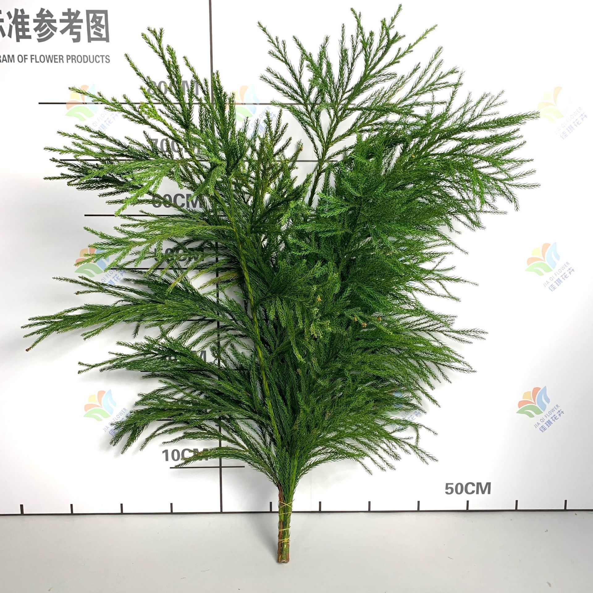 Fresh Christmas Flowers Wholesale Nobel Pine Tianzhu Girl Snow Pine Christmas Pine Fresh Cut Arborvitae Flowers