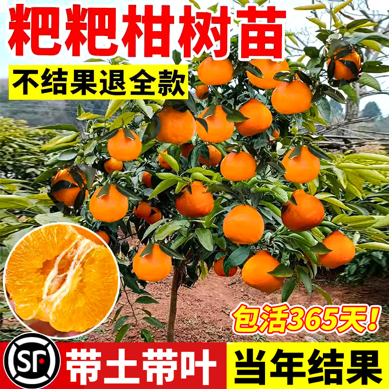 Аутентичные саженцы мандарина Сычуань, некрасивый оранжевый мандарин, саженцы цитрусовых для посадки в саду, плодоносят в любое время года