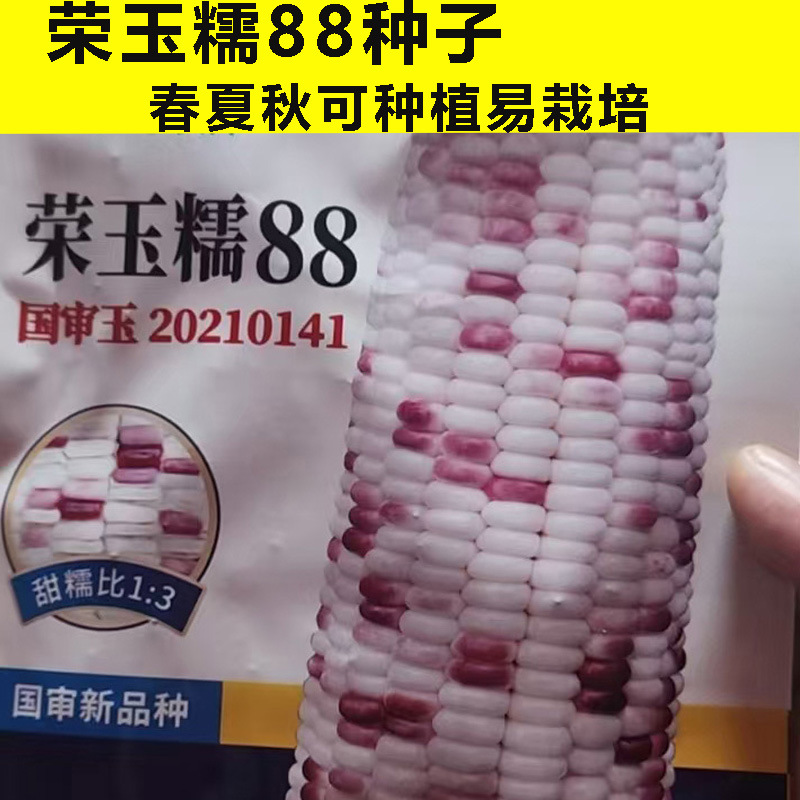 Ронгюнуо № 88 цветочные сладкие восковые семена кукурузы клейкие семена кукурузы полный цвет клейкие ароматные высокоурожайные семена фруктов супер сладкие