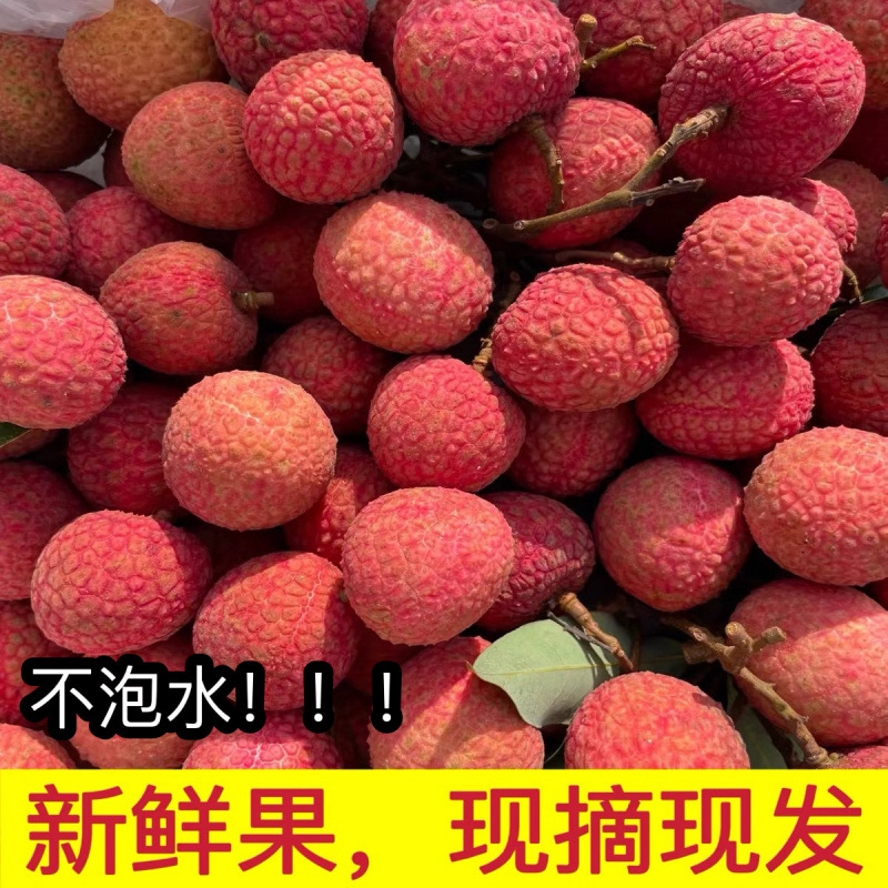 Fresh Lychees Picked from the Orchard, Quality Lychees, Feizi Xiaobaiyin, Sf Express