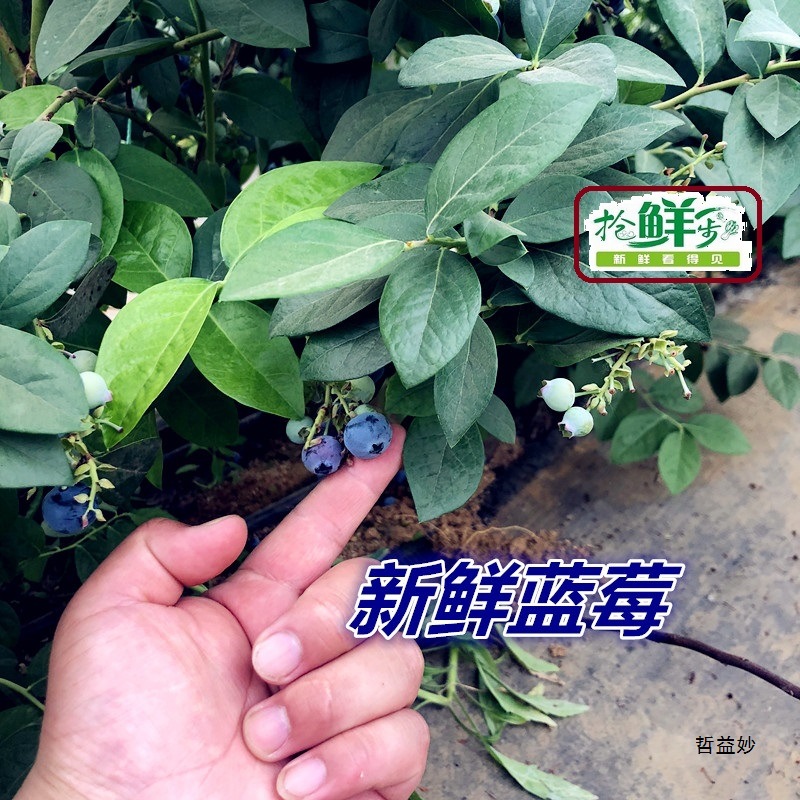 Fresh Blueberries, First Crop of Seasonal Fresh Fruits, 1 Serving, 1 Small Box, 5 Pieces in Jiangsu, Zhejiang, Shanghai and Anhui, Free Shipping