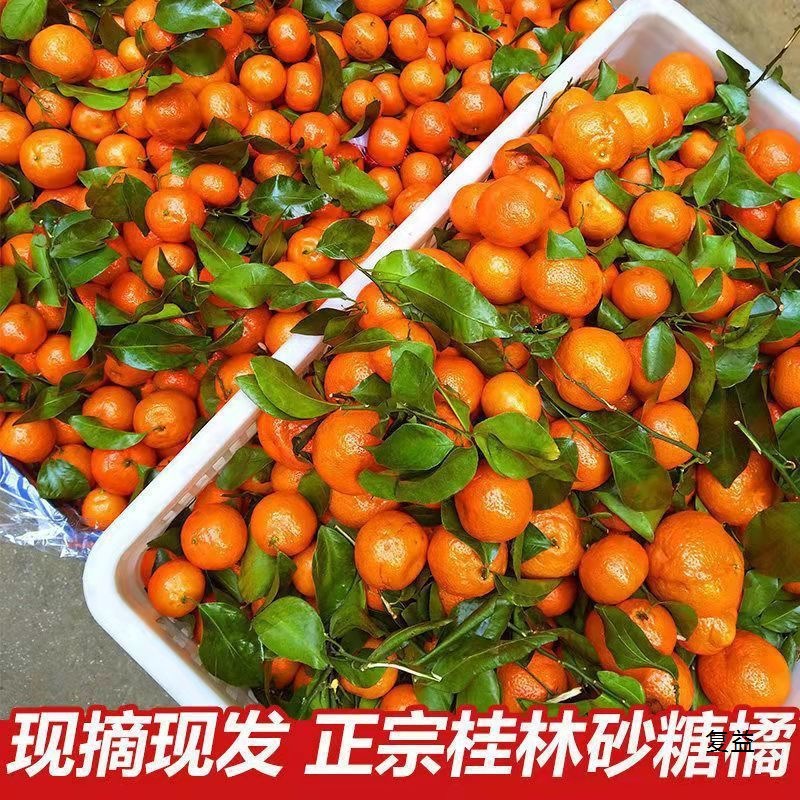 Свежесобранные сахарные апельсины из Гуанси, свежие фрукты с тонкой кожей, супер сладкие