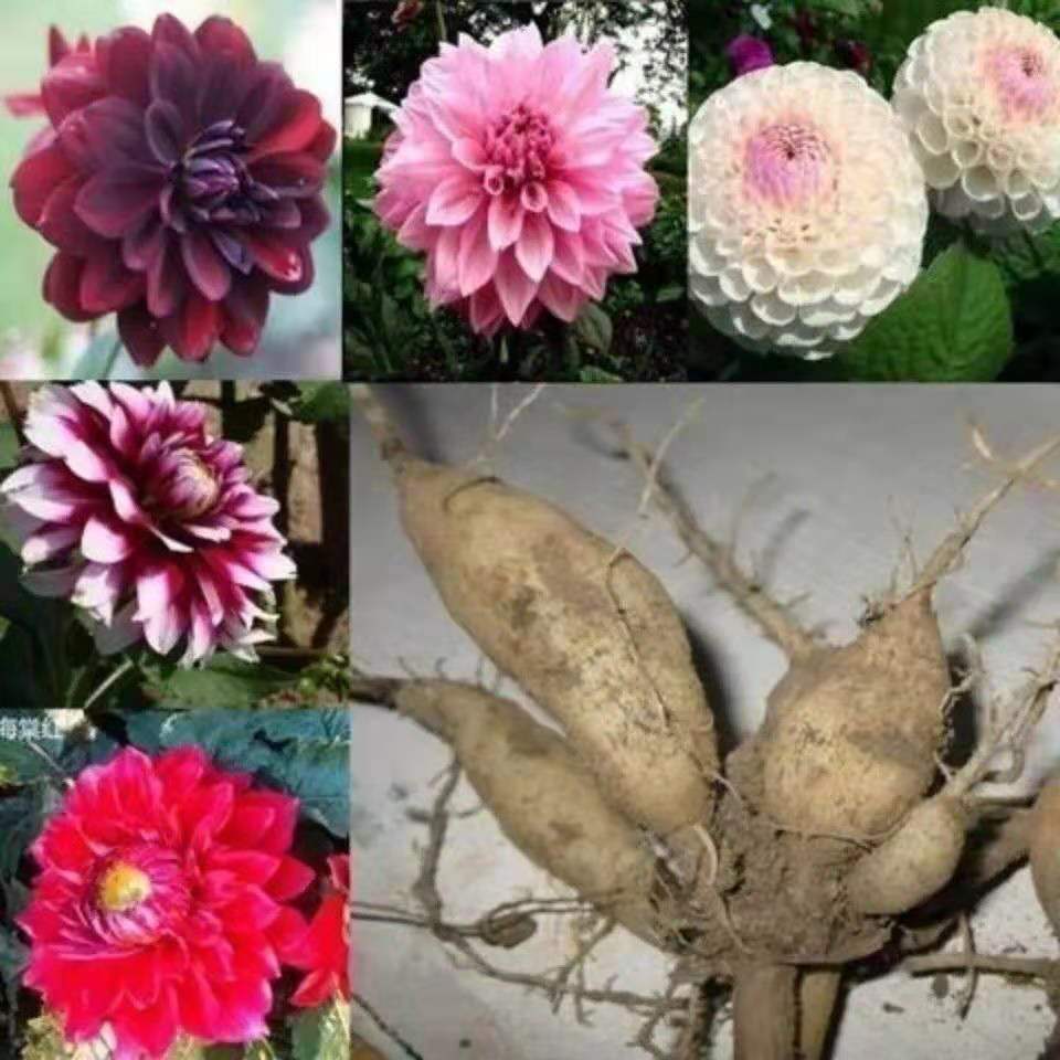 Луковицы семян георгинов, семена цветов сладкого картофеля, луковицы, посадка цветочного сада, саженцы георгинов с цветами, горшечные растения с двойными лепестками