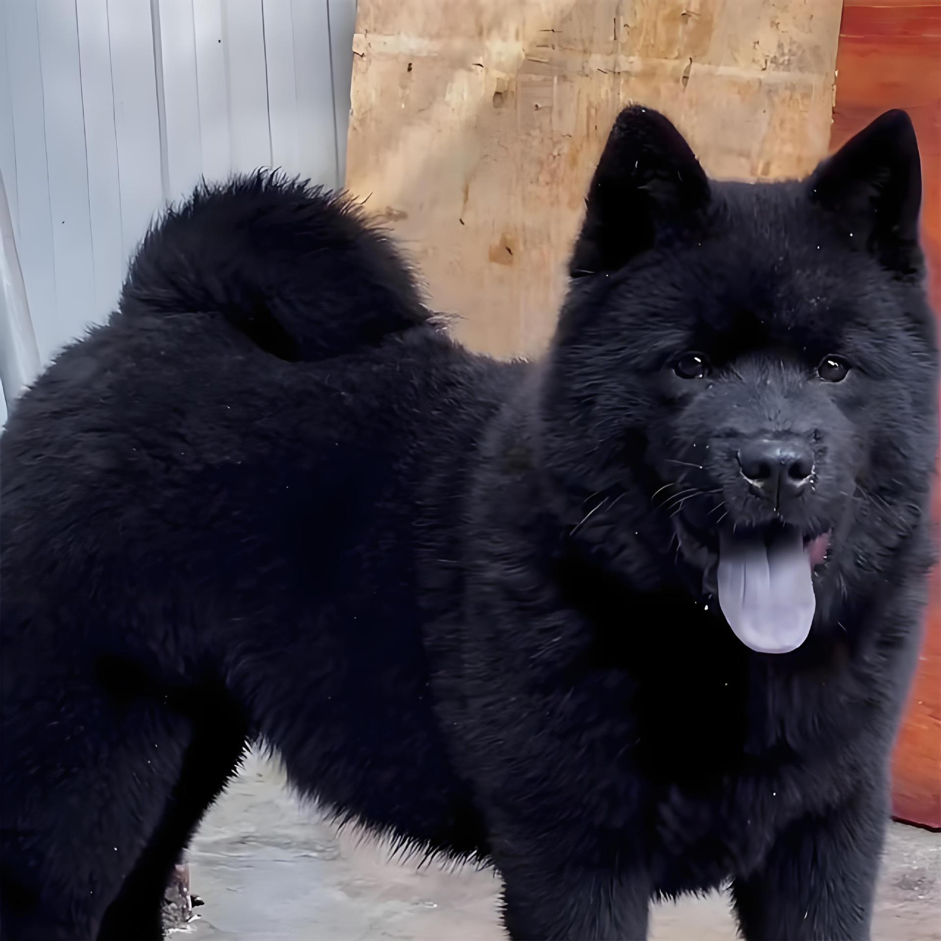 Purebred Five Black Dog Puppies Live Domestic Pet Dog Medium-Sized Dog Double Bloodline Authentic Five Black Puppies Dog Wholesale