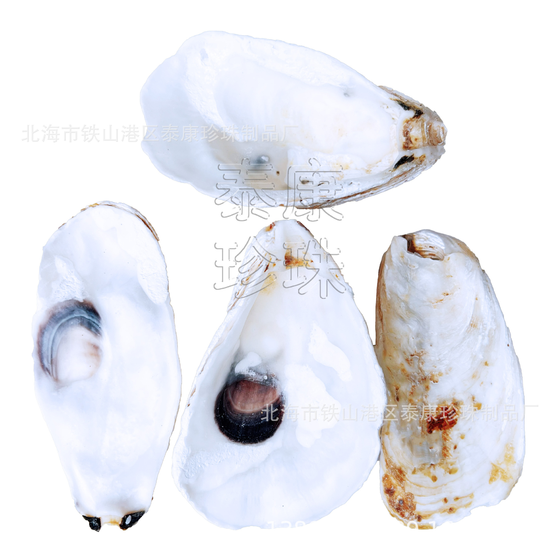Beihai Large Oyster Shell Craft Gift Shell Selected Oyster Shell Filter Material Pre-Order