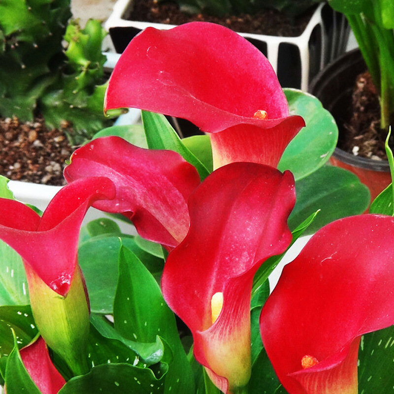 Imported Colorfulful Calla Lily Bulbs, Large Balls, Complete Colorfuls, High Survival Rate, Balcony Courtyard Potted Ground-Planted Calla Lilies