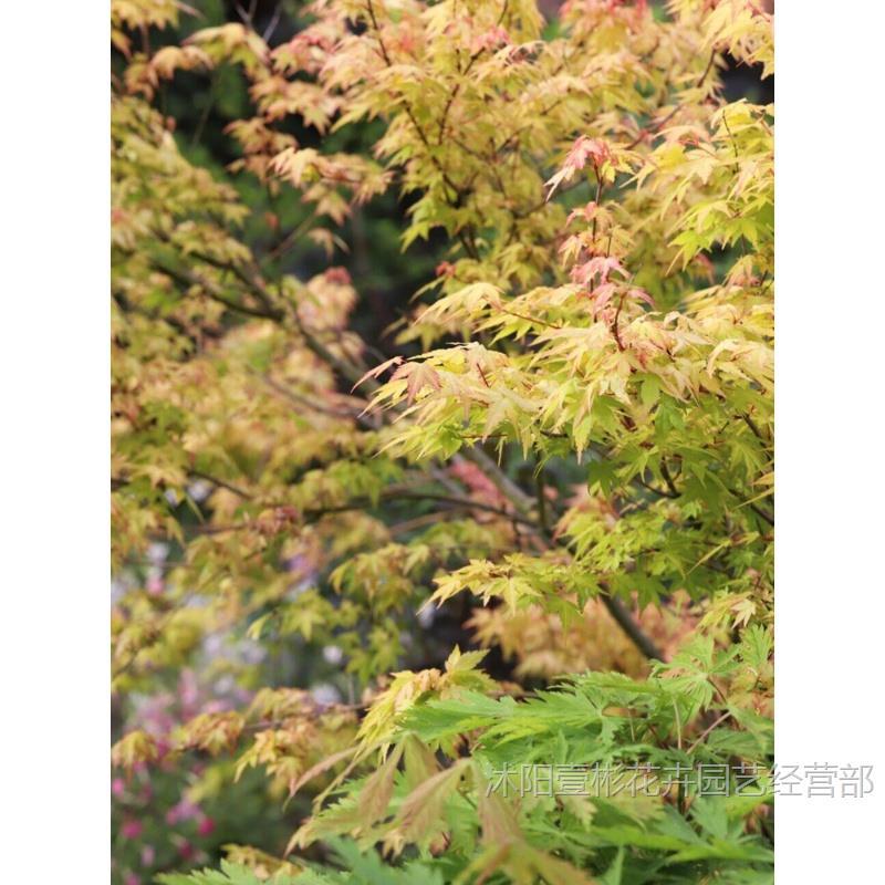 Golden Maple Sapling Potted Orange Dream Jinling Golden Maple Courtyard Balcony Four-Season Foliage Florals Landscape Green Plants