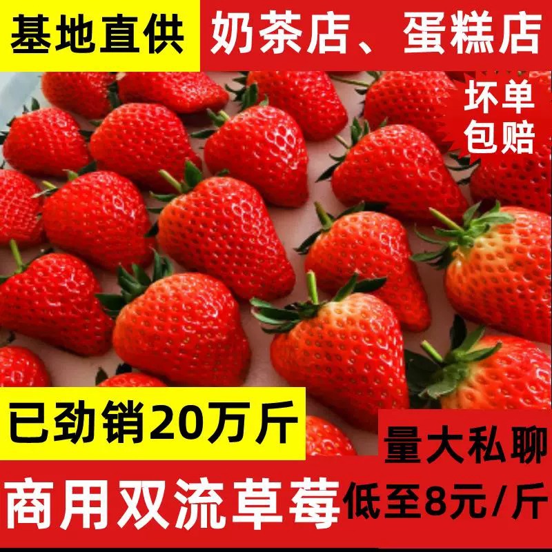 Yunnan four seasons Shuangliu strawberry fresh commercial strawberry baking milk tea sugar gourd special base straight hair in stock