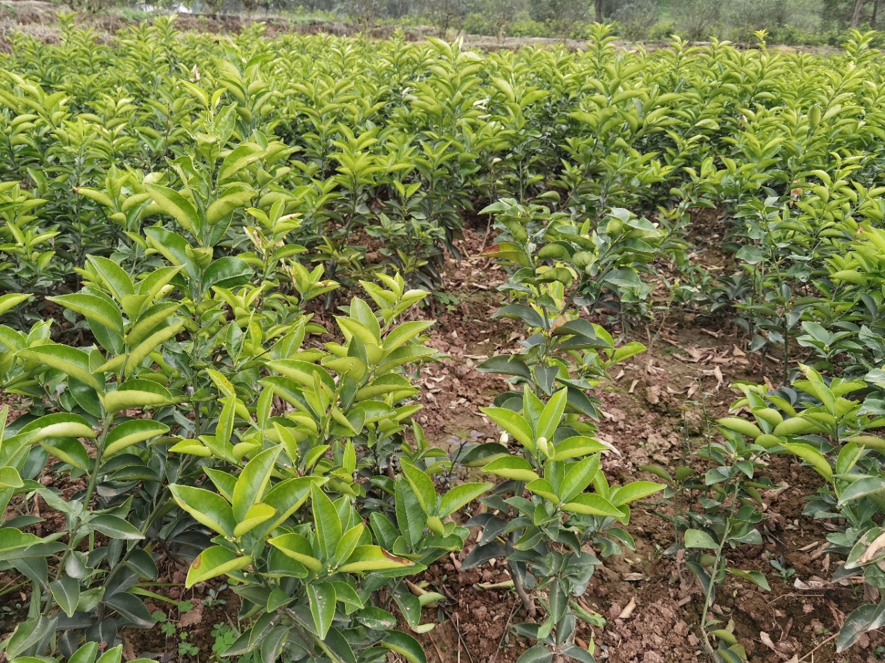 Оптовая продажа привитых саженцев цитрусовых, медицинские сорта