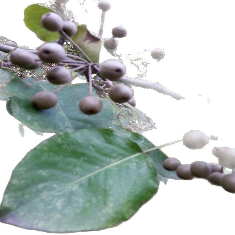 Du Pear Seeds Du Pear Tree Seeds Wholesale New Pear Seeds Pear Pear Tree Seeds Soil Pear Flower Pear Seed Package