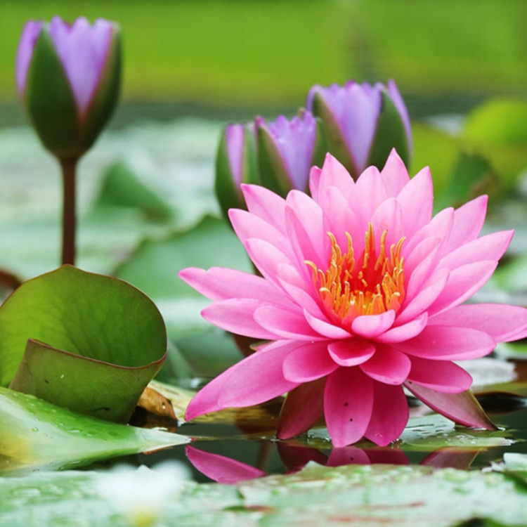 Base Straight Hair Water Lily Root Block Hydroponic Bowl Water Lily Root Seedlings Large Water Lily Root with Buds Shipped for Work