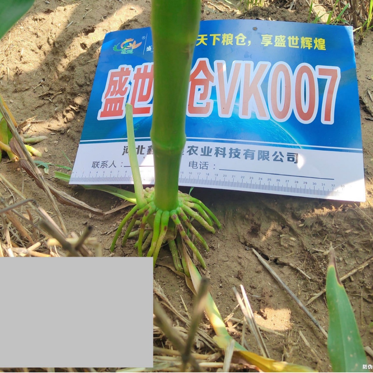 Wholesale Hybrid Corn Seeds Shengshi Granary Vk007 2023 Approved White Shaft Hybrid Corn Seeds