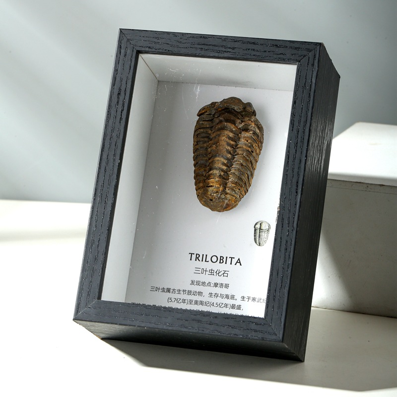 Trilobite fossil Wolf fin fish teeth chrysanthemum fossil ancient biological specimen original stone table popular science collection gift