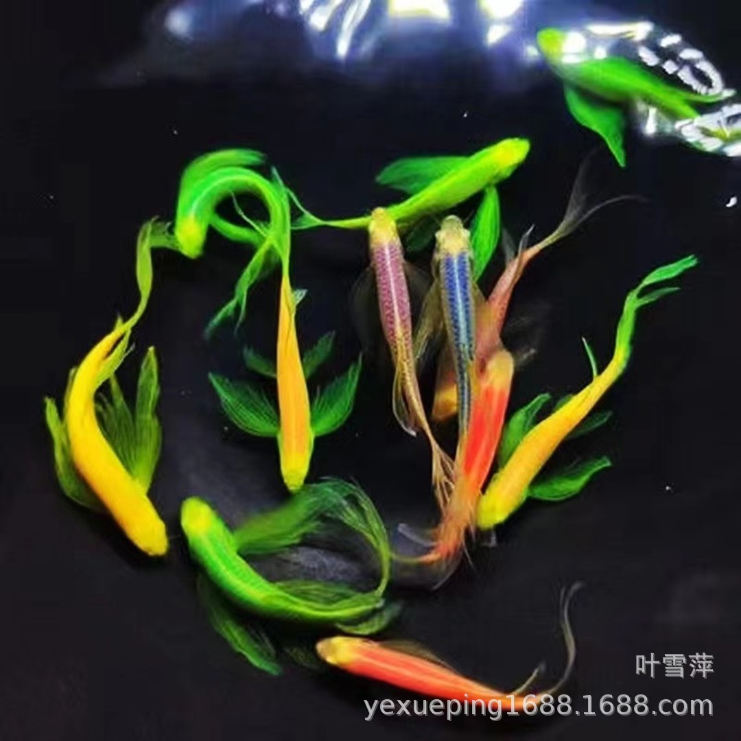 Long Tail Butterfly Wing Zebrafish Green Apple Blueberry Lemon Green Emerald Zebrafish Live Small Fish Tropical Ornamental Fish