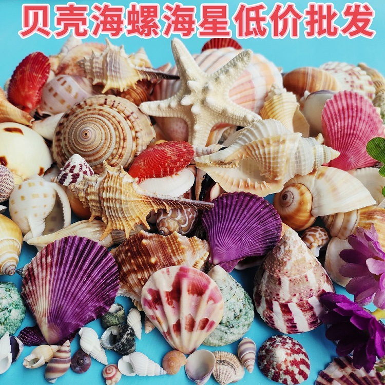 натуральная раковина конха морская звезда аквариум ландшафтирование микро ландшафтные аксессуары DIY ручная раковина материал