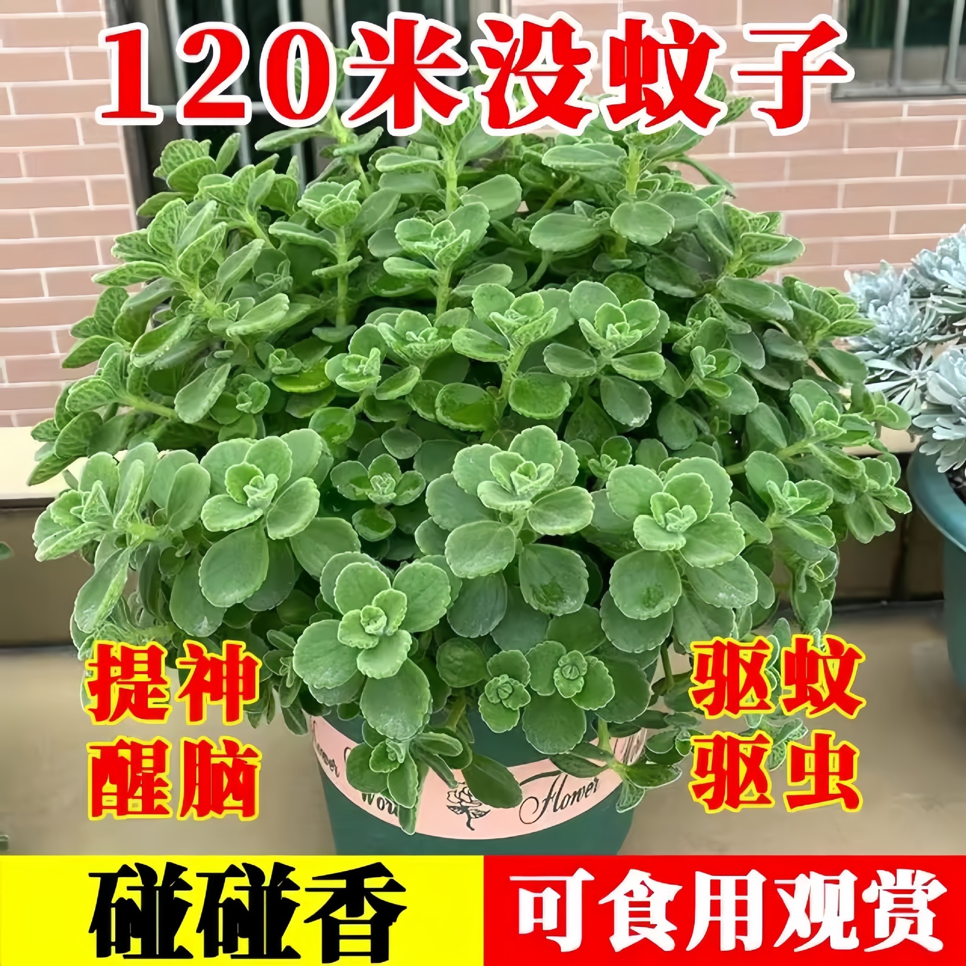 Бонсай с ароматными съедобными растениями для отпугивания комаров и свежими мятными саженцами