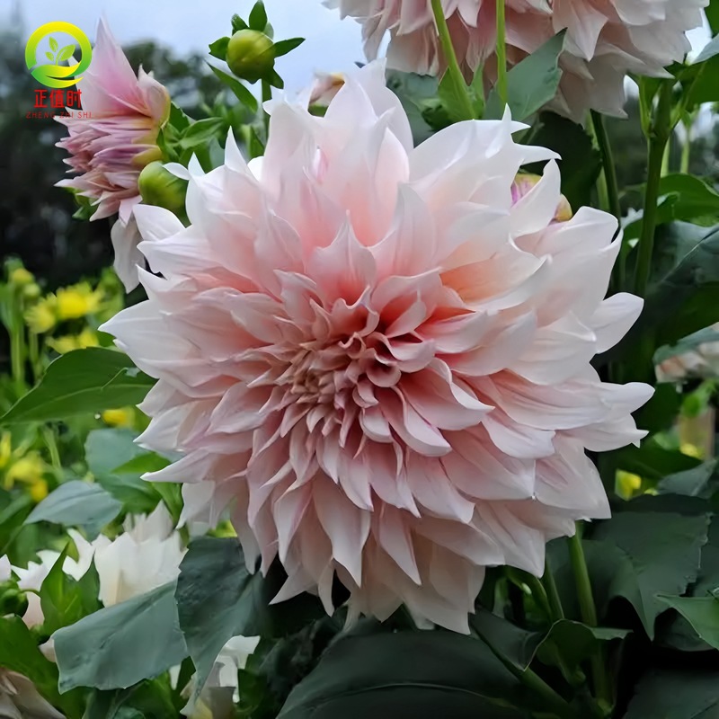 Dahlia Seed Bulbs, Imperial Dahlia Flower Seedlings, Cream Peach Dahlia Garden Giant Dahlia Bulbs Potted Plants