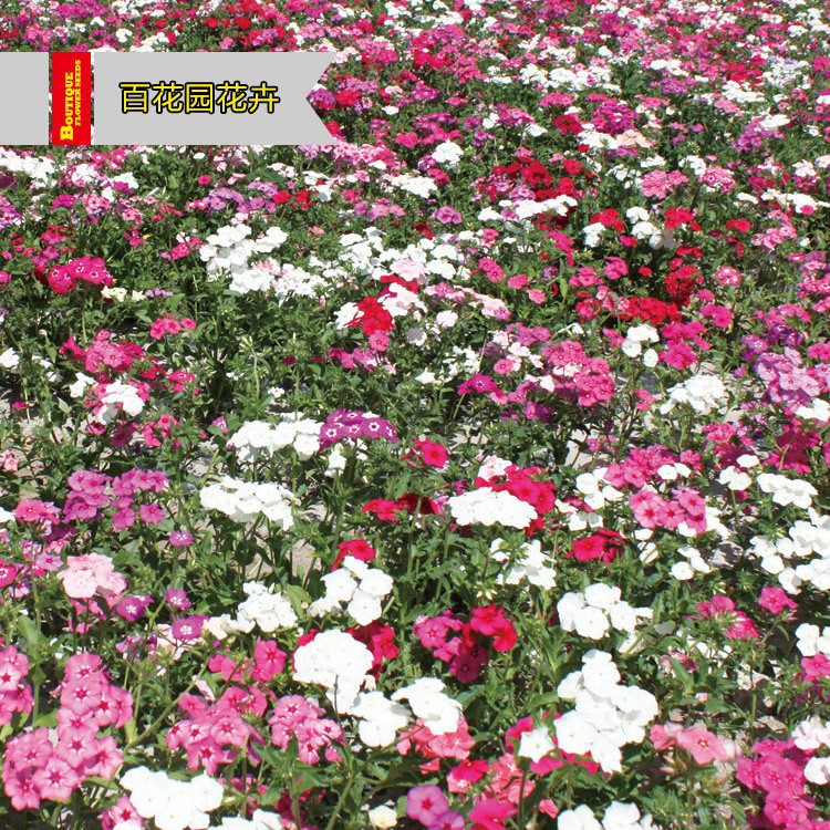 Short Pole Combination Four-Season Wildflower Combination Flower Seeds Cosmos Zinnia Flower Seeds Rural Flower Sea Scenic Area Florals