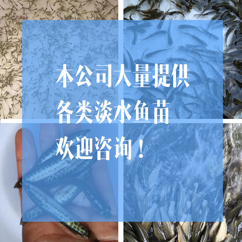 High-Quality All-Realgar Catfish Seedlings, Yellow-Bone Fish, Yellow-Bone Fish, Yellow-Spicy Croaker Seedlings, Ang-Thorn Fish Seedlings, Live Package, Delivered to Your Home