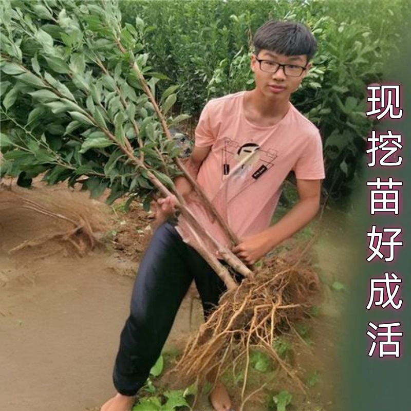 Dropshipping Banana and Plum Fruit Saplings for Planting in the North and South, Courtyard Balcony Extra-Large Fruit Potted Grafting Planting